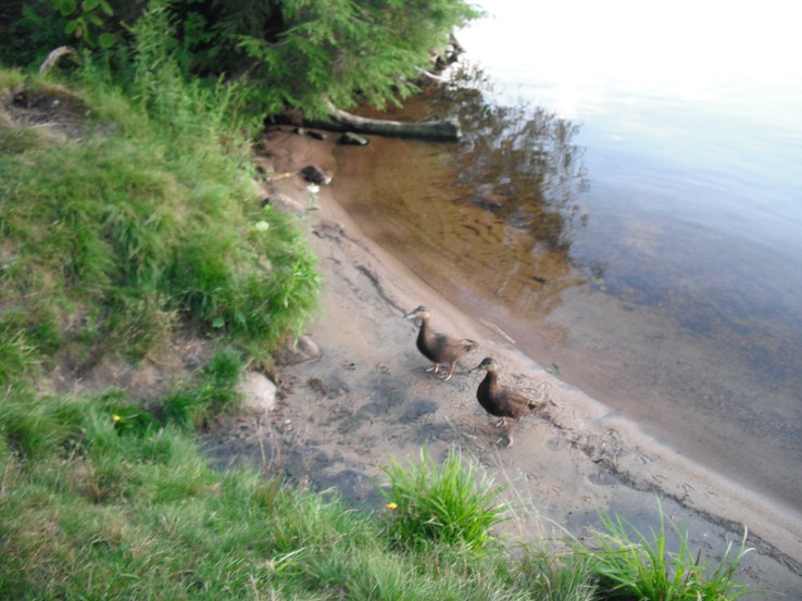 2015-08-20 - Meacham Lake 163 - 085