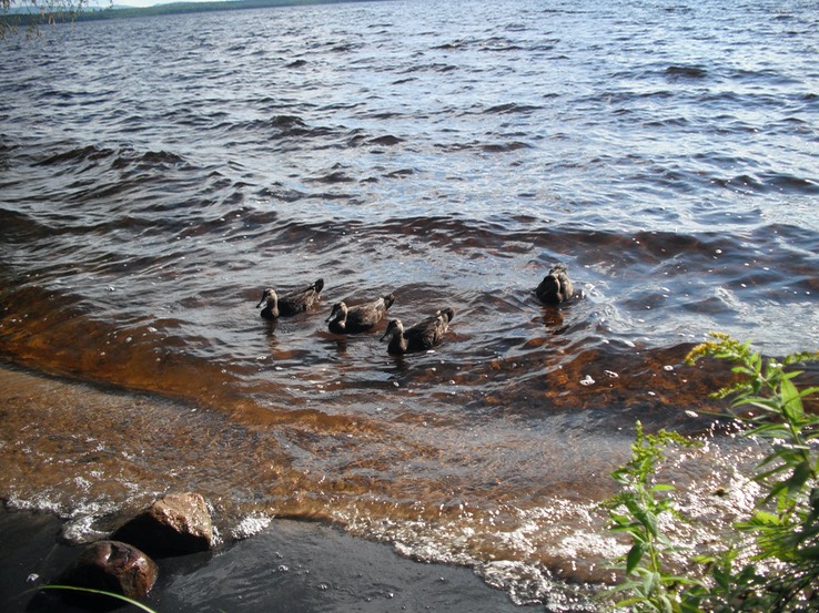 2015-08-20 - Meacham Lake 163 - 047