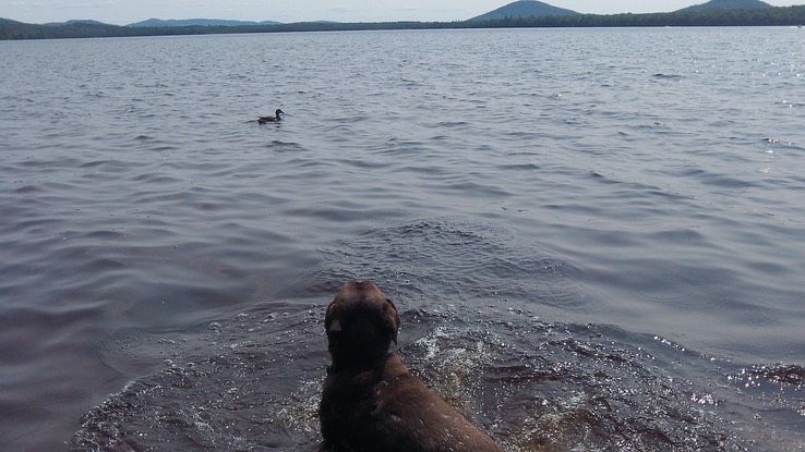 Juin Juillet 2015 - Ausable Point 15 et Meacham 97 - 095