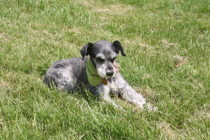 Mai 2012 - Long Sault Woodland # 32 - 065